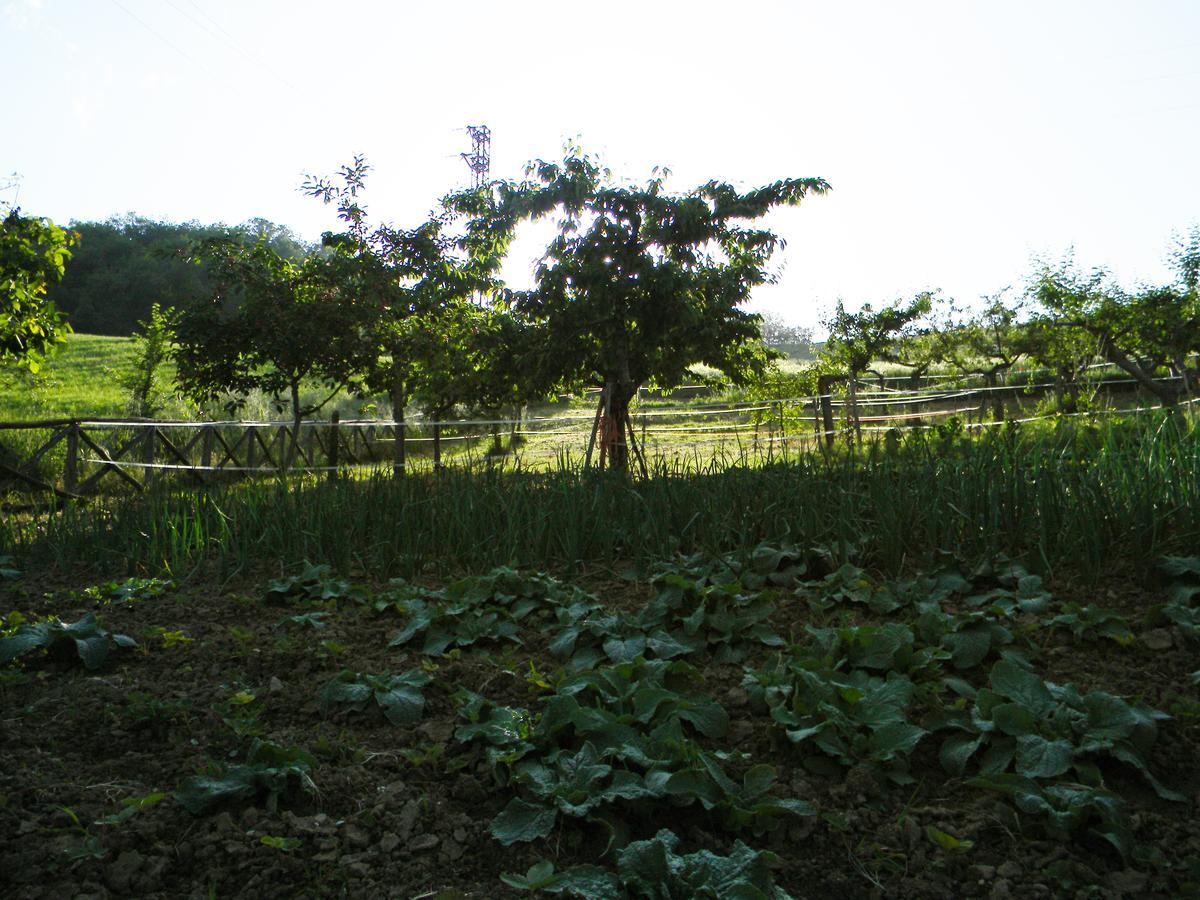 Azienda Agrituristica Colle San Giorgio Castiglione Messer Raimondo Εξωτερικό φωτογραφία