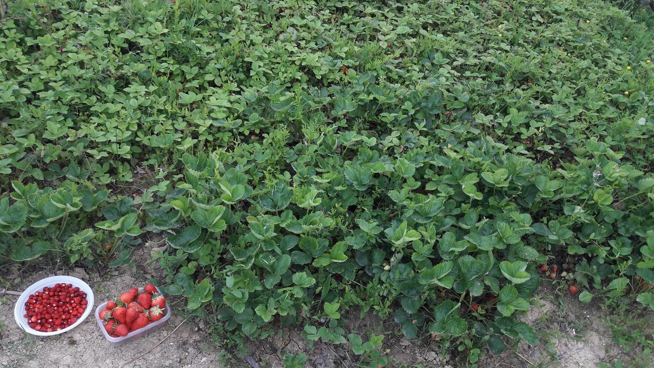 Azienda Agrituristica Colle San Giorgio Castiglione Messer Raimondo Εξωτερικό φωτογραφία